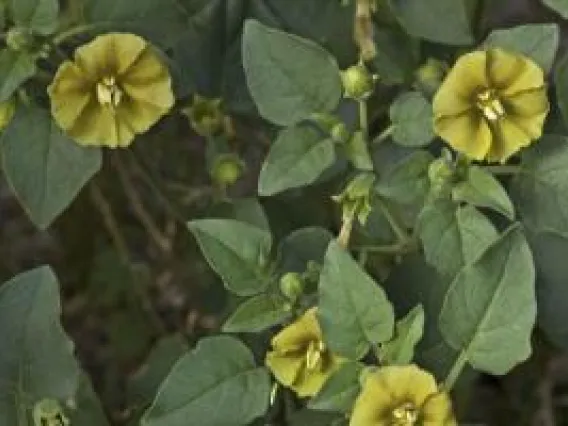 Researchers Clear Early Hurdles with Seed Grants