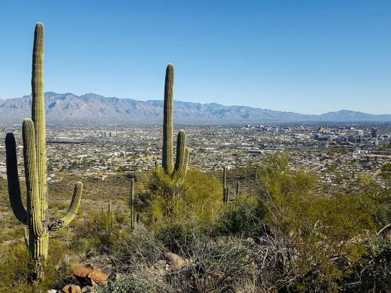 Tucson Desert - two saguaro cacti in foreground, Tucson city in mid-ground, Mountains in background