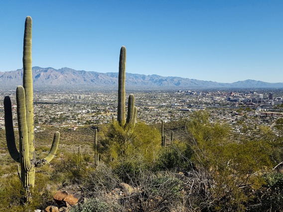 Tucson Desert - two saguaro cacti in foreground, Tucson city in mid-ground, Mountains in background