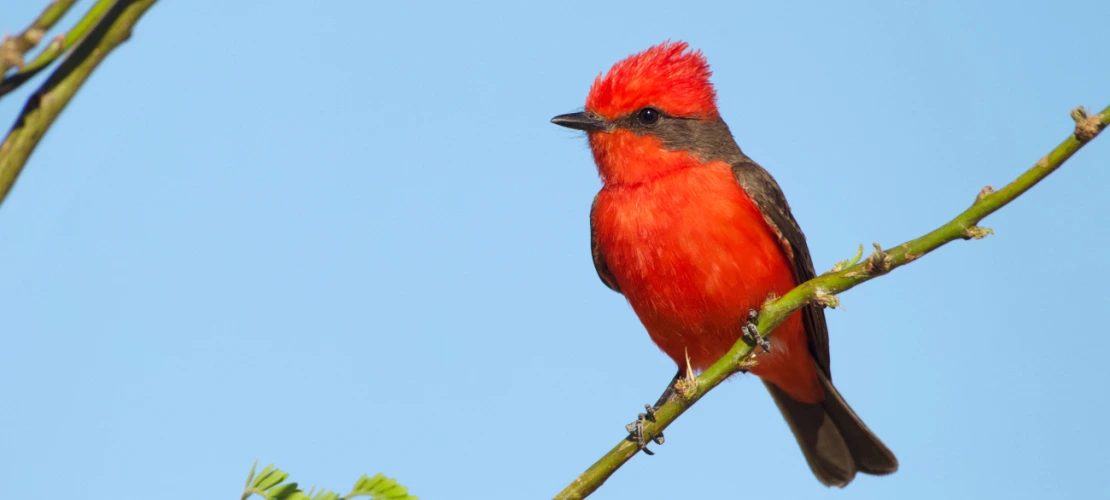 Vermilion Flycatcher
