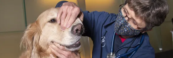 Vet examining dog for valley fever