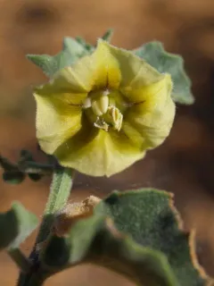 Physalis crassifolia, or the yellow nightshade ground cherry Physalis crassifolia, or the yellow nightshade ground cherry